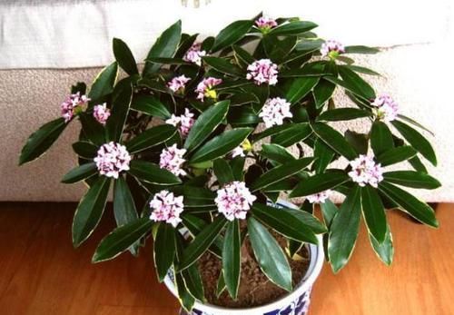 盆栽金边瑞香，怎么催花？如何把控好管理细节？答案就在这！