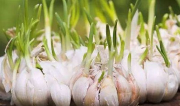 营养|花生、红薯、大蒜发芽还能吃吗有些非但没毒,营养反而更加倍