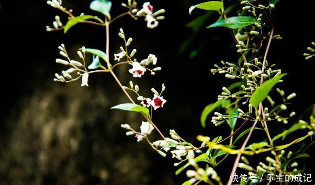 明日立春,肝火上行!谨记:生活上“4不做”,养生刻不容缓