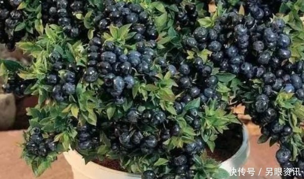 阳台|这四种果树放阳台养,一盆能挂满果,居然节约不少买水果的钱