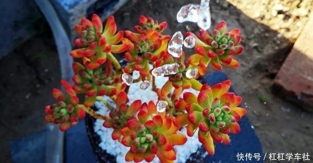 施肥|养多肉要会控水,注意6点,1个小技巧,肉肉不用施肥也很胖!