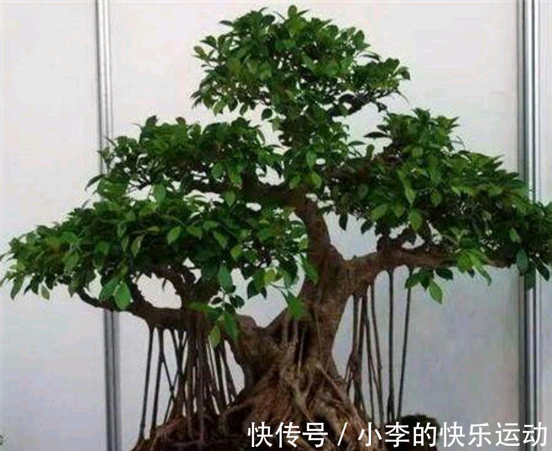 要想榕树盆景美,几点管理耍起来