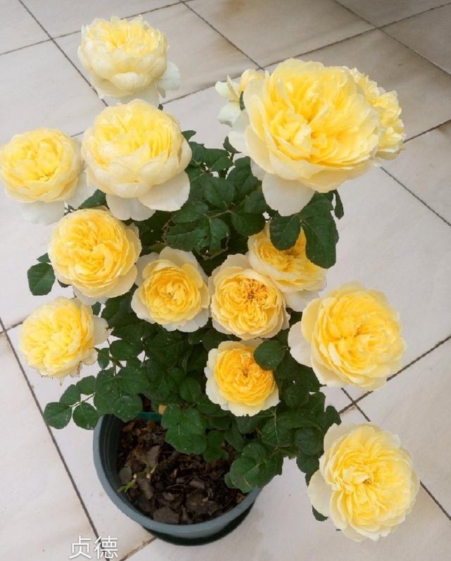 50种绝美月季，随便一棵就能爆满院，这辈子一定要养全！