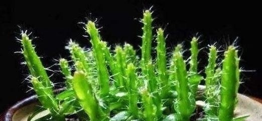 有“3种果核”不要扔,留下一点栽盆里,7天就发芽,来年结果旺盛