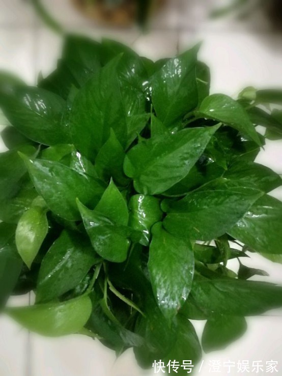 烂根|降温后绿萝发霉,烂根,这么补救有效,新手总算有救啦