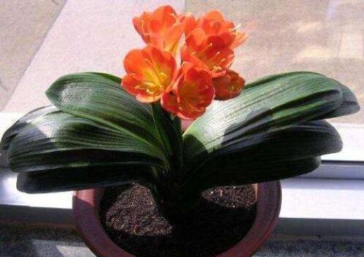 君子兰|养君子兰3年不开花现在给它用点“小手段”,不出俩月出花苞