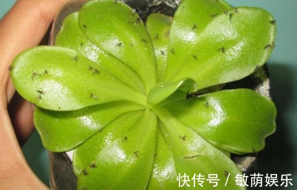 容器|养花招虫除不尽3个小技巧,让盆栽里一个虫子都没有