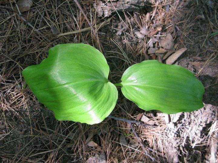 鳞茎|农村生长的这种草本植物,生长方式独特,却有治疗血瘀肿痛的功效