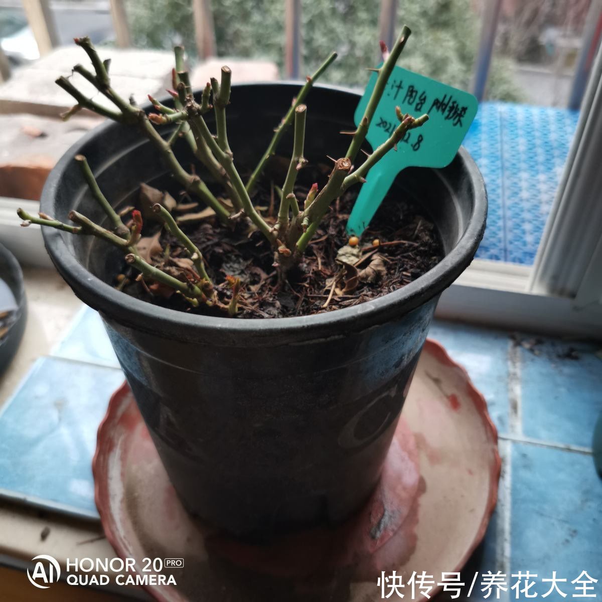 月季|5种花正月快修剪，错过修剪，一年不开花