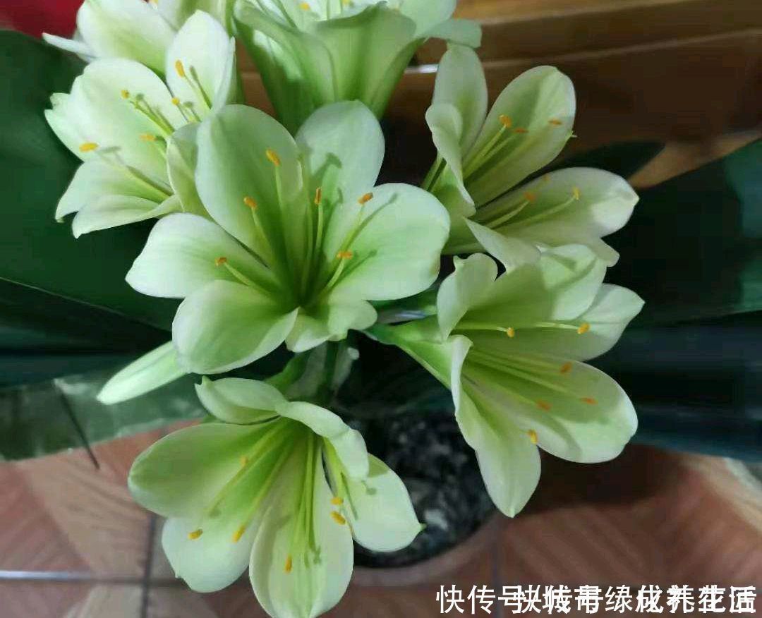 草虫|君子兰的根系往花盆外跑,现在需要换盆吗?换个大盆根多叶茂