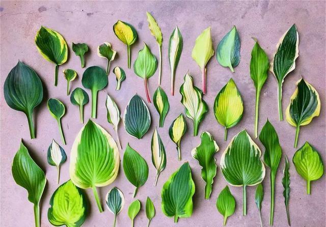 史上最耐阴的花,越阴凉越长得旺,绿萝虎皮兰靠边站