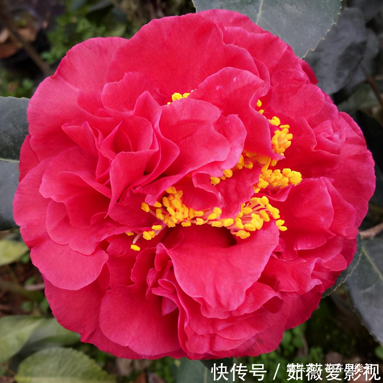 这款花卉,比兰花香,比牡丹美,花期长达半年,零下15度冻不死