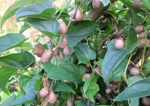 健脾|提醒一味中药,补脾、健脾、醒脾,脾虚,命就虚!“补阳猛将”