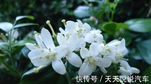 九里香多少钱一棵，九里香养护简单，花开爆盆飘香九里