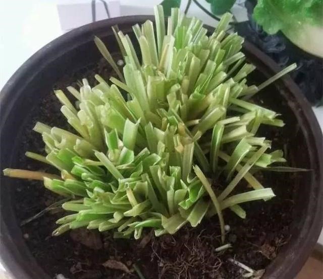 下面4种花枯死也别扔，叶子全剪掉，“新芽”1个月后就窜出来