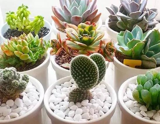 超详细多肉浇水大全