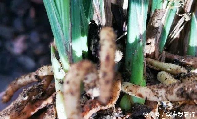 治疗兰花茎腐病，不要再浇药水，根本没有效果！