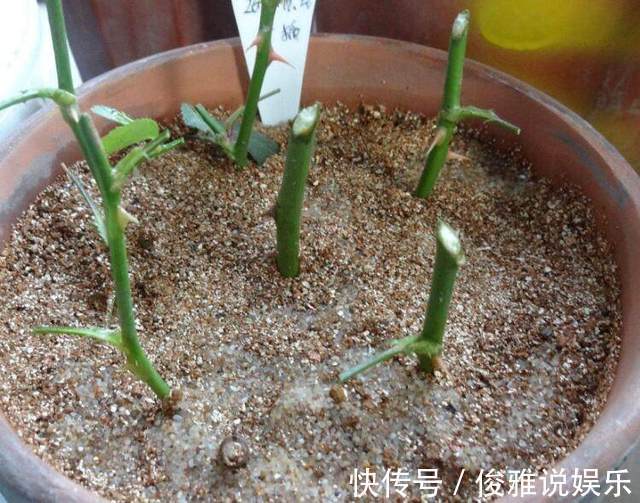 绿植|这几种盆栽绿植不要再买回家了，定要谨记，后悔就来不及了！