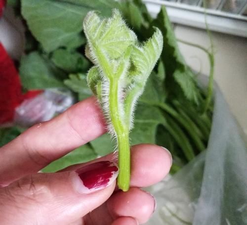 秋天,这种蔬菜多买点,做法简单,清肠刮油,家里人都爱吃