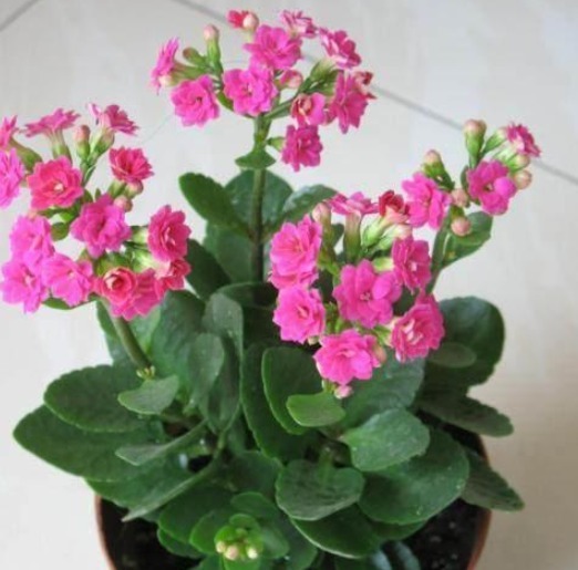 长寿花，养殖有窍门，学会这几招，花骨朵蹿不停！