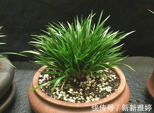 此盆栽好看，清香致雅，天然的盆景，易养护，是室内茶室摆放佳品