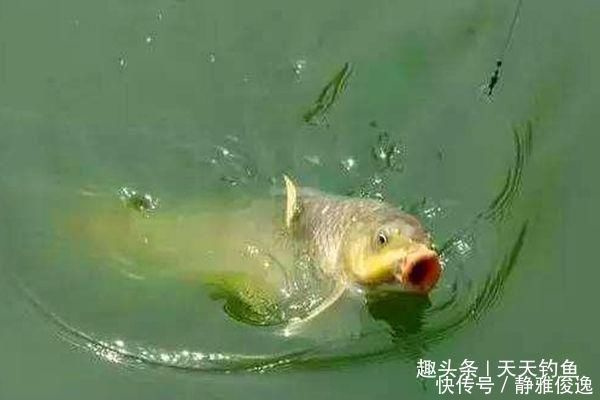 间距|台钓子线的选用技巧,子线钩间距的大小,影响了你的中鱼率