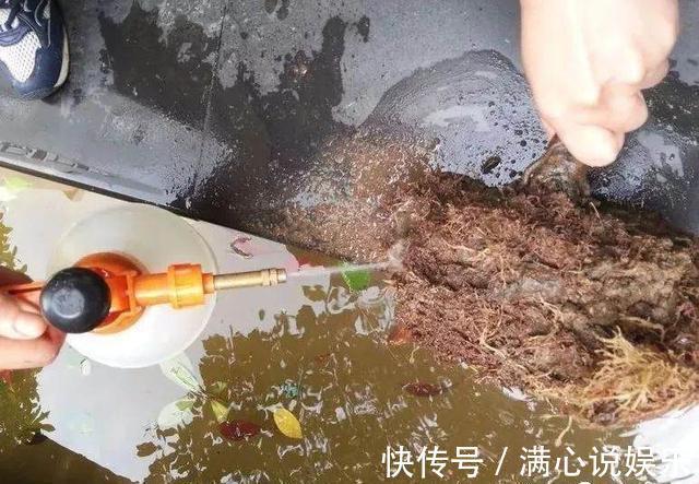 大树|新买栀子花,全是黄泥巴,洗一洗泡一泡,7天就活,长成“大树”