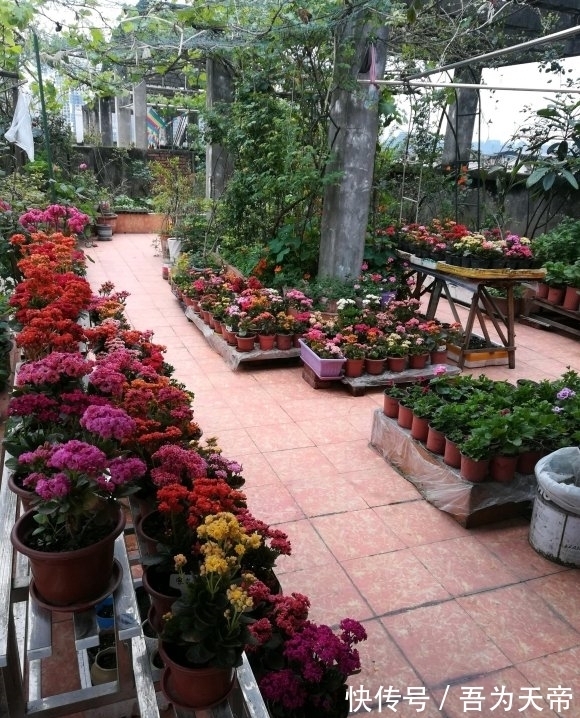 花盆|长寿花有“4喜3怕”,避开小坑,快速开花一大片,太省心了