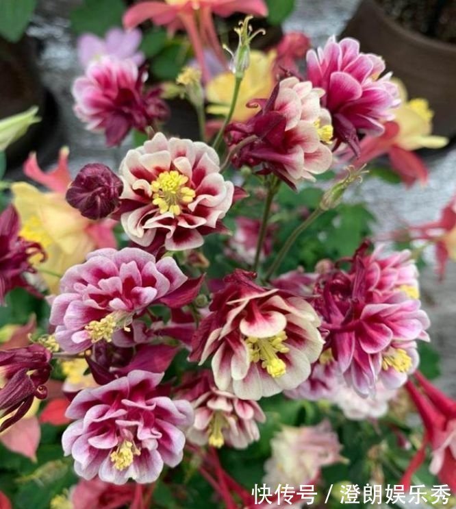 耧斗菜|4种花养家里,人养花,花也养人,花香四溢飘满屋,美