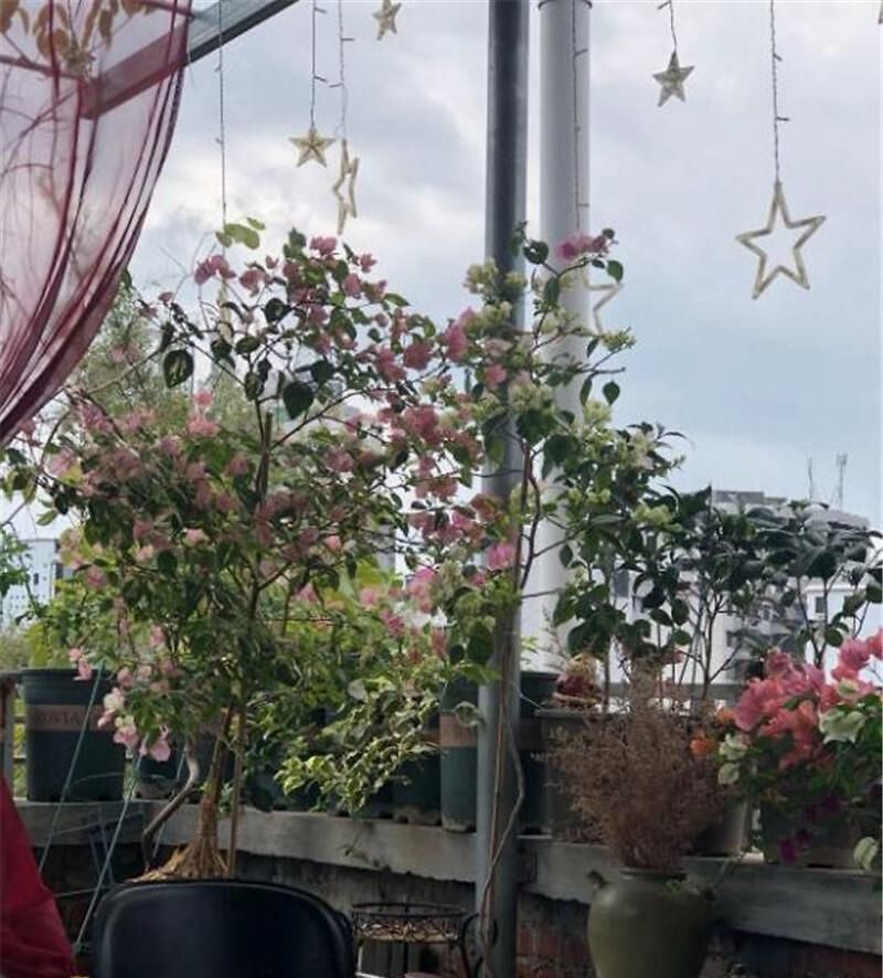 想让三角梅爆花掌握“一少一多”,轻松让它化身开花机器