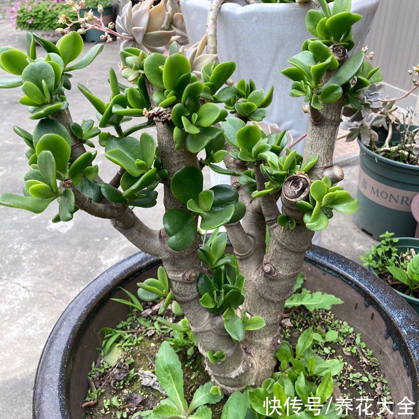 能长成“小树”的多肉，养得越久长得越壮，老桩看着真喜人