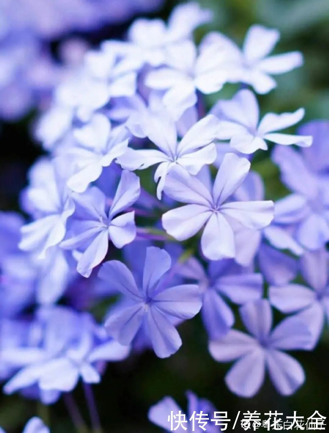 飘香藤|晒不死、热不死的花,越晒花越多,越热长越快