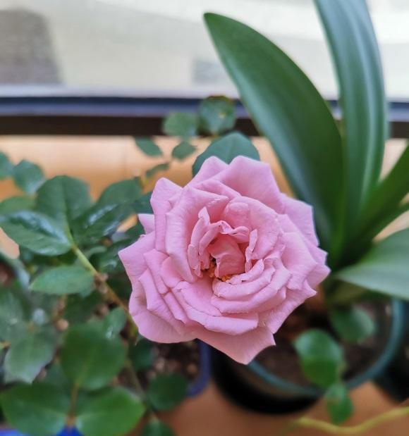 蔷薇是蔷薇,月季是月季,两种花不一样,别把蔷薇种到盆里