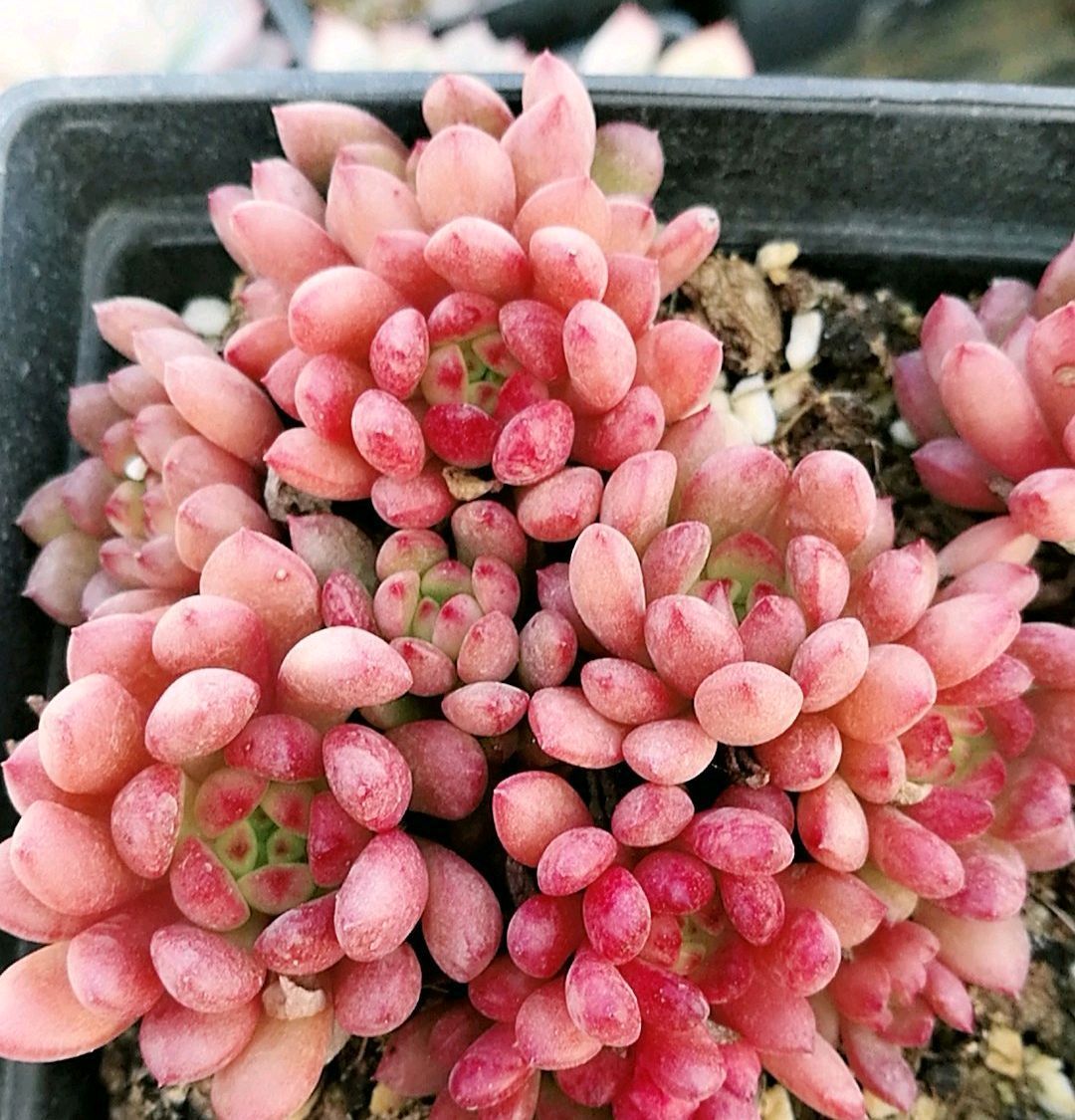 爆盆出锦的多肉可以换盆吗选对换盆方式,疯长爆盆还易出锦