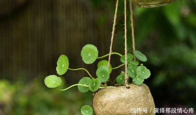 客厅养“3钱4财”,好看又好养,新手反倒看不上!