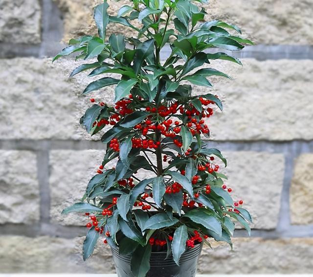 富贵籽的养护方法都在这里,不会的赶紧收藏