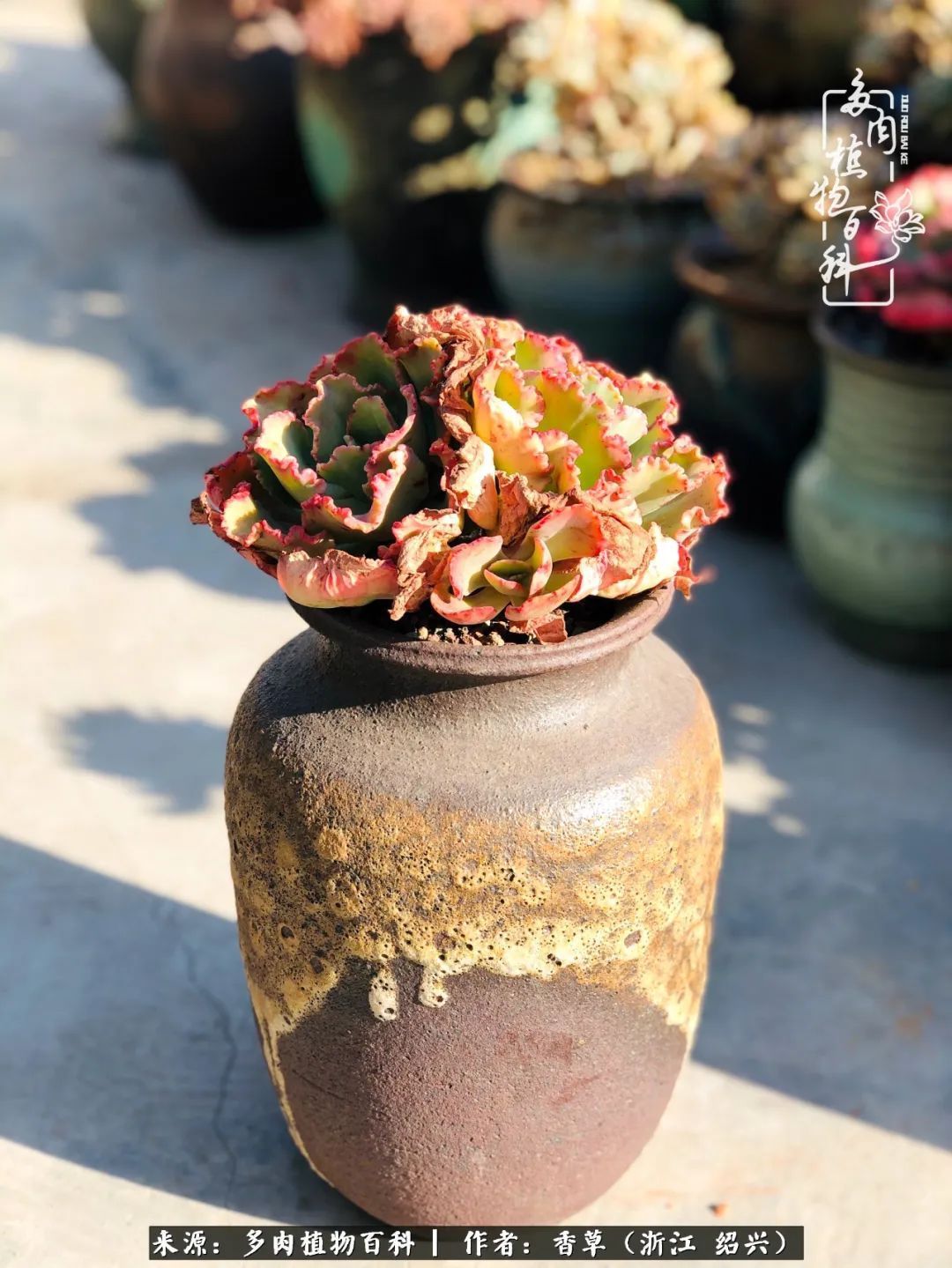 阳台上的一亩三分地,我愿与你一起,与时光媲美!