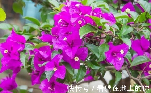 观赏性|这几种花观赏性强爱开花,花期长花量大,养在家里赏花好