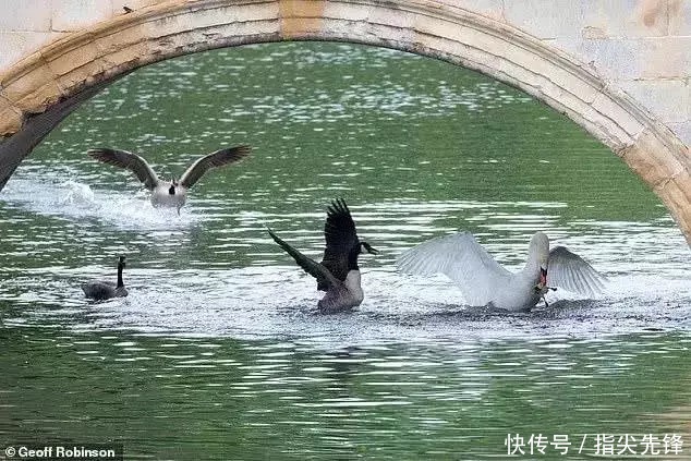 剑桥|剑桥“水怪”!揍人打狗未逢敌手?这么嚣张居然是女王给ta撑腰