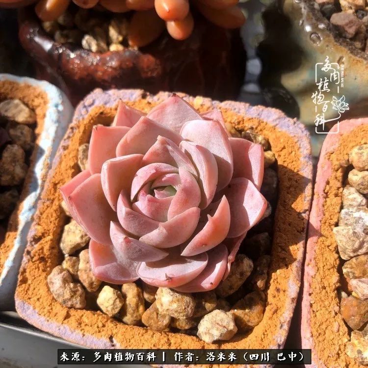 时间是多肉最好的滤镜!附个人养护经验!