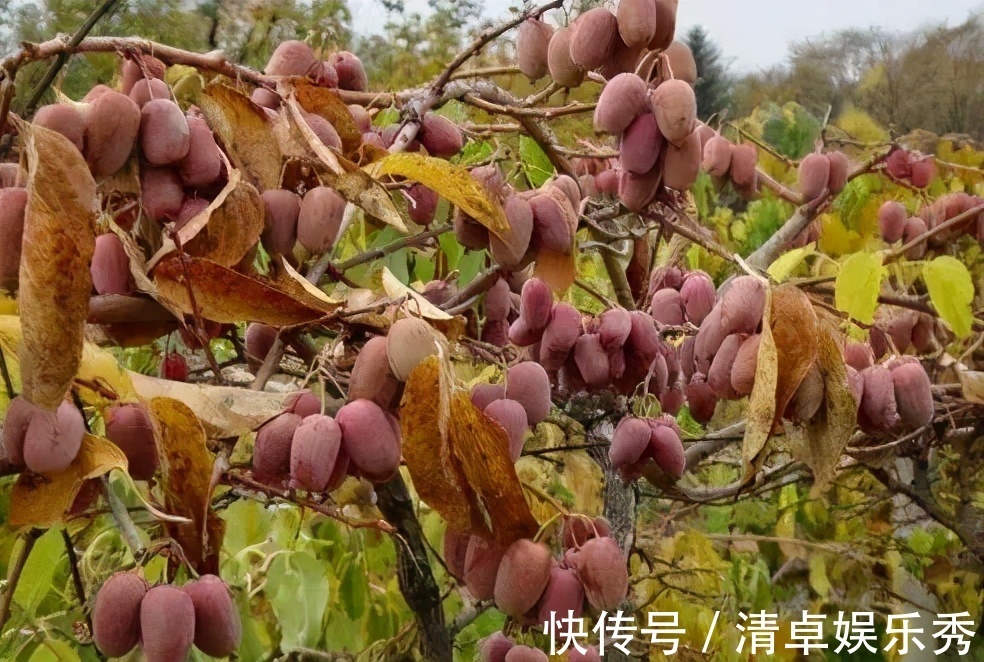 桂花树|家门口种3棵树，家财就常驻，旺宅又养人，富贵人家都养了