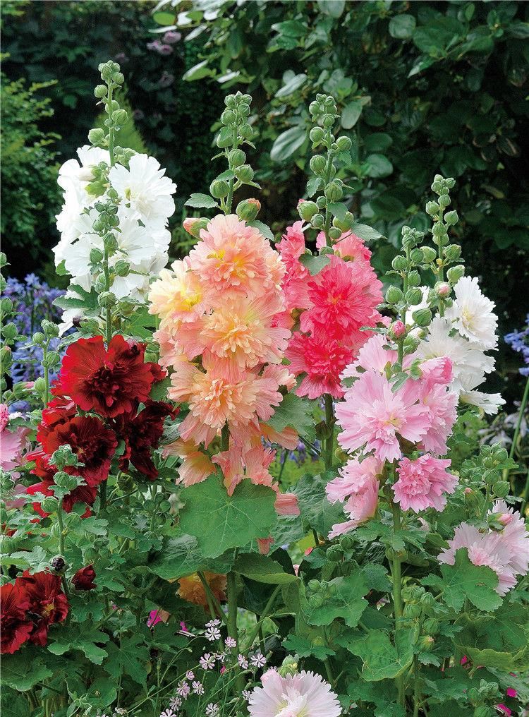 漂亮|6种漂亮花，35度高温不休眠，越热花越多，夏天养花首选