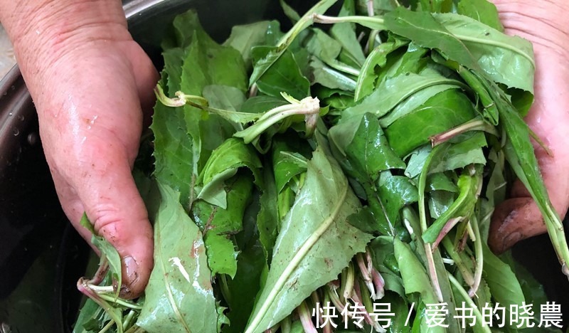 蒲公英|天然“青霉素”被找到,隔三岔五吃,杀菌消炎防感冒,别不懂吃!
