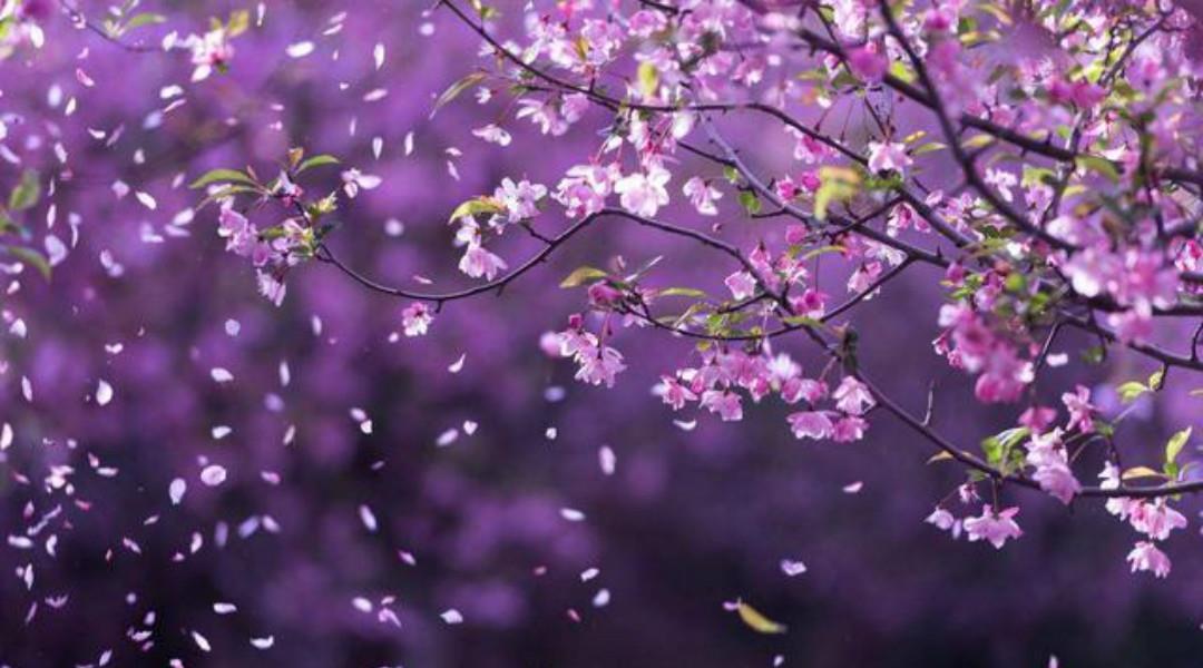 李商隐这首《落花》写得很是伤感,肠断未忍扫,眼穿仍欲归