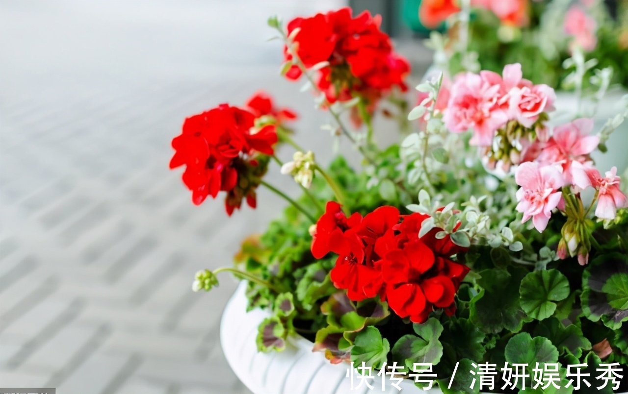 蚊虫|邻居的院子夏日几乎没“蚊虫”，原来是因为养了3种花，我也要养