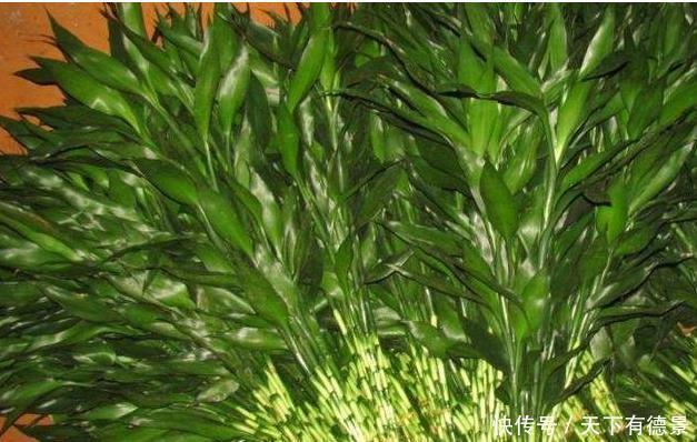 富贵竹|水养富贵竹5个小技巧,叶子油绿有光泽,再也不怕黄叶了