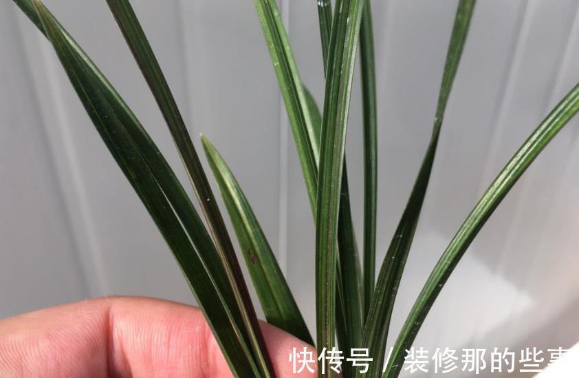 春剑红素之王:都江红素|春剑红素之王:都江红素,盆栽顾及到这些,品相完美,百看不厌