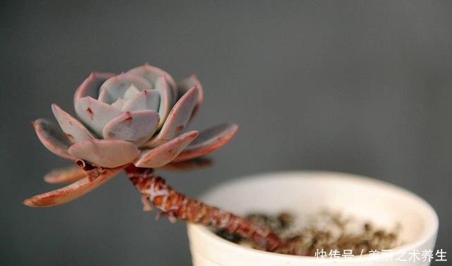 多肉植物有这几个症状,就是休眠了,了解清楚轻松度夏!