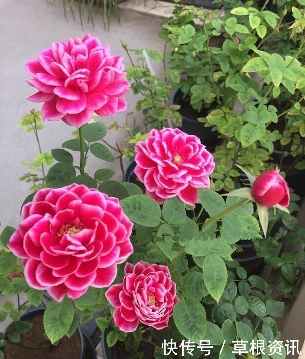 修剪|它是世界名花，全年开花，漂亮不输牡丹，花香不输兰花，值得养