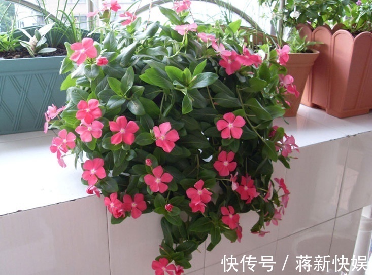 五种开花小机器，超级“爱开花”，家里养一盆，秋冬有花看